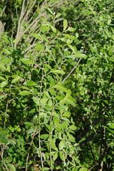 Salix appendiculata