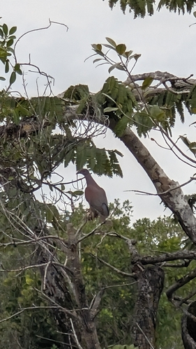 Patagioenas cayennensis, 2026-10-20