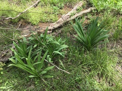 Hymenocallis occidentalis