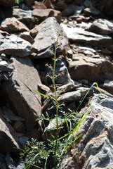 Scrophularia juratensis