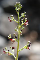 Scrophularia juratensis