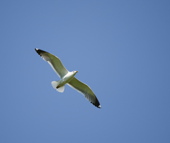 Larus fuscus barabensis