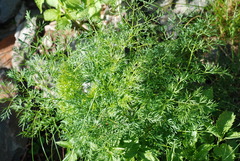 Peucedanum austriacum