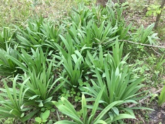 Hymenocallis occidentalis