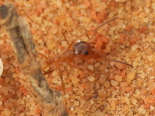 Yellow Pyramid Ant