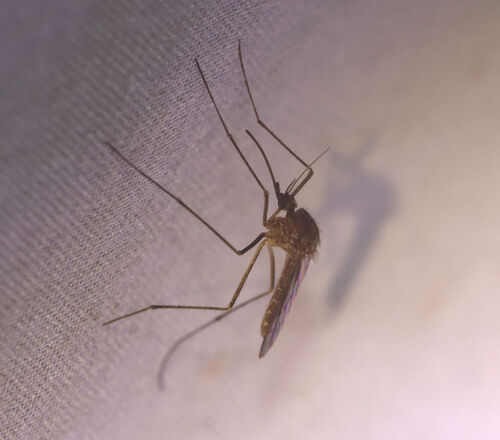 Winter Marsh Mosquito