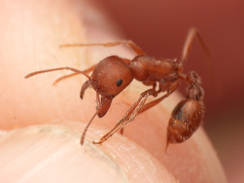 Comanche harvester ant