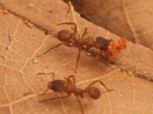 Northern Fungus-farming Ant