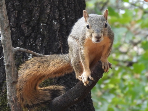 Eastern Fox Squirrel