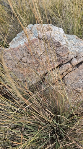 Trachypogon spicatus, 2026-10-20
