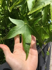 Liquidambar styraciflua