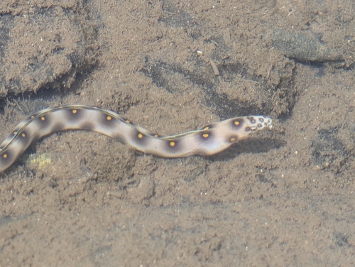 Myrichthys observed 2026-10-20