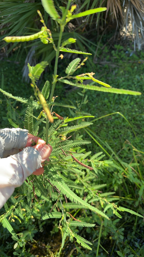 Aeschynomene indica observed 2026-10-20