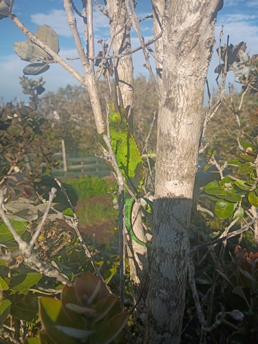 Trioceros jacksonii observed 2026-10-20