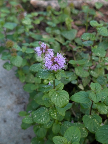 Mentha aquatica observed 2026-10-19