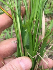 Scleria oligantha