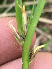 Scleria oligantha