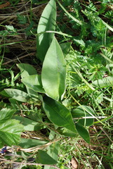 Pulmonaria australis