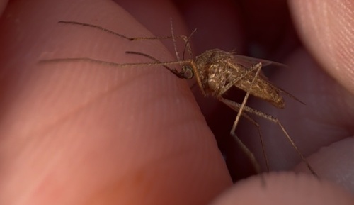 Winter Marsh Mosquito