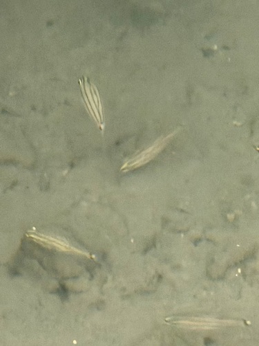 Cheilodipterus novemstriatus observed 2026-10-16
