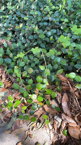 Trachelospermum gracilipes observed 2026-10-20