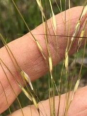 Piptochaetium avenaceum