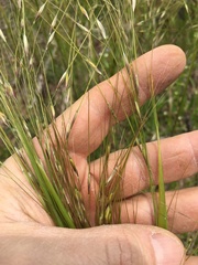 Piptochaetium avenaceum