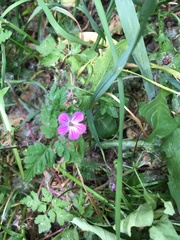 Geranium robertianum