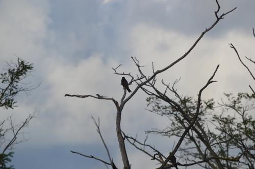 iNaturalist image