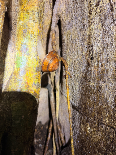 Helix richmondiana, 2026-10-20