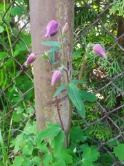Aquilegia atrata