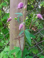 Aquilegia atrata