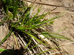Carex tonsa tonsa