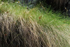 Festuca scabriculmis
