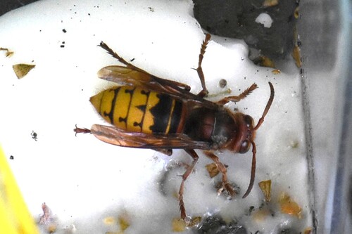 European Hornet