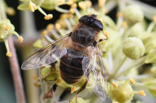 Common Drone Fly