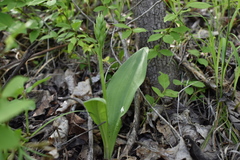 Platanthera densa