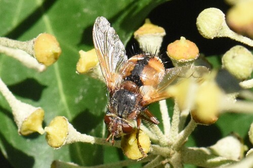 Common Tachinid