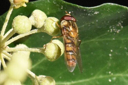 Marmalade Hover Fly