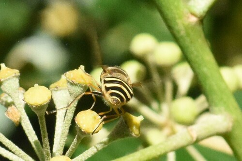 Common Flower Flies