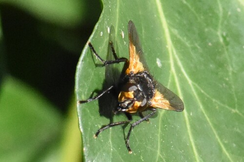 Noon Fly