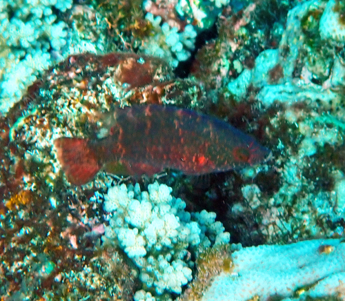 Cheilinus oxycephalus observed 2026-10-18