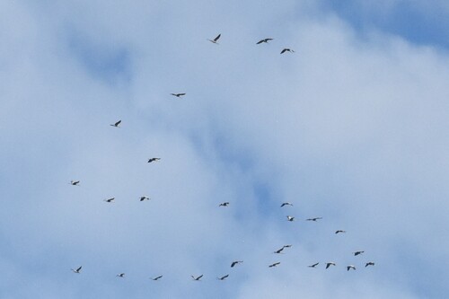 Common Crane