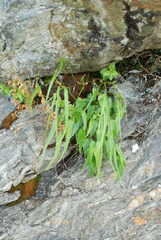 Phyteuma scheuchzeri columnae