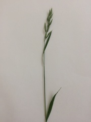 Bromus