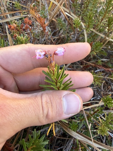 Phyllodoce empetriformis observed 2026-10-18
