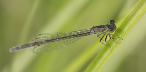 Black-fronted Forktail