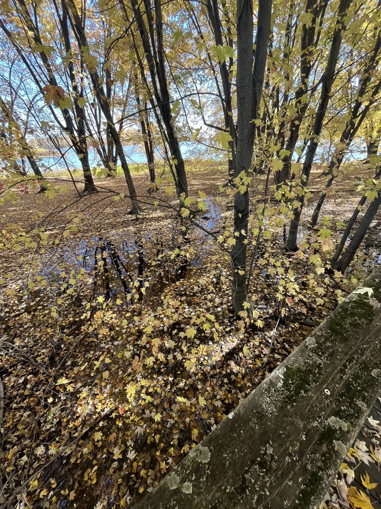 A photograph from Oct 19, 2026 near Montréal & nearby Québec alternatives, where the observer’s point is approximate.