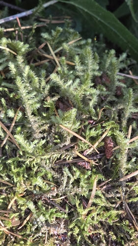 Neckera douglasii observed 2026-10-20