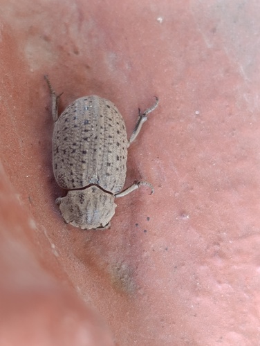 Omorgus suberosus